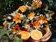 MACRO Farfalle 07